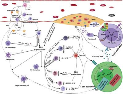 The relationship of redox signaling with the risk for atherosclerosis